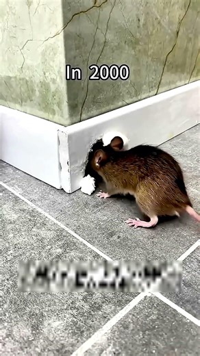 How to stop rats.