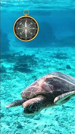 Ten Terrific Turtle Facts | #shorts #turtle #funfacts #animals