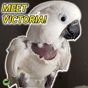 1.1M views · 1.9K reactions | This parrot was caged for the majority of her life leaving her barely strong enough to move- watch what happens when she is rescued and rehabilitated!  | Animals Doing Things | Facebook
