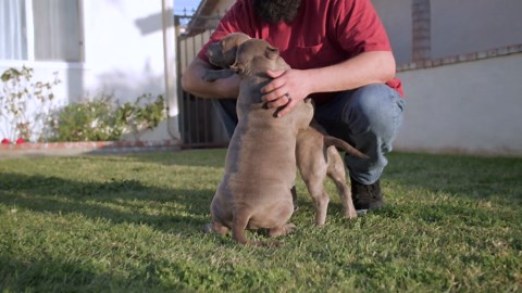 Why American Bullies are the BEST Dogs