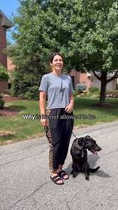 103K views · 6.5K reactions | Excitement doesn’t equal happiness! You don’t need your dog jumping up and down when you get the leash out for them to be happy. Your dog doesn’t have to bark and pull to show how happy they are. Untangling the two words will be so helpful to change your view and feel of your walk. | Say It Once Dog Training | Facebook