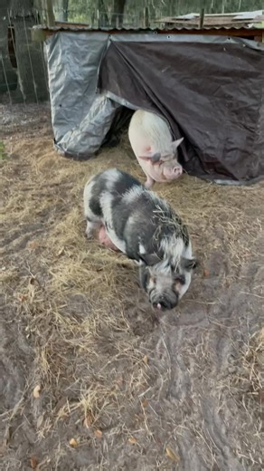 All is good in the world again. Betty Boop is back in her area with Max. 💕 | Laughing Pig Sanctuary