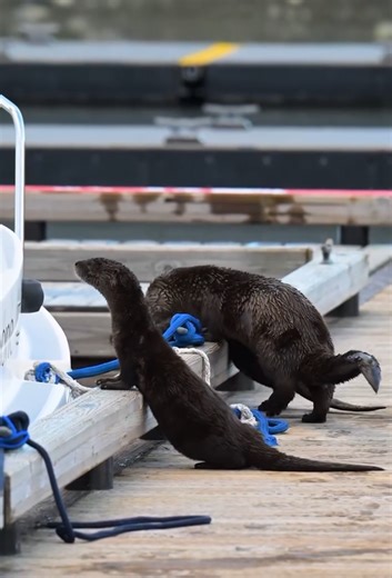 Playful otter family adventure in Seward Harbor – wildlife in action