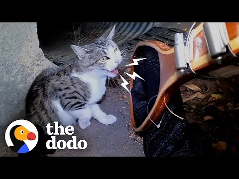 Mama Cat Gives Birth In A Street Gutter | The Dodo