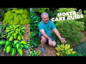 The Complete Year-Round Hosta Care Guide + 50 Amazing Hostas