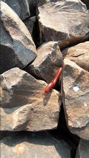 রাসুল ﷺ বলেন: “কিয়ামতের দিনে বান্দার প্রথম হিসাব নেওয়া হবে নামাজ নিয়ে।#mizanur_rahman_azhari #sad