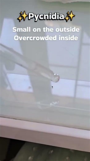 Pycnidia Small on the outsideOvercrowded inside#pathology#shortsfeed#aiims