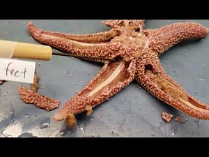 Sea Star Dissection Video