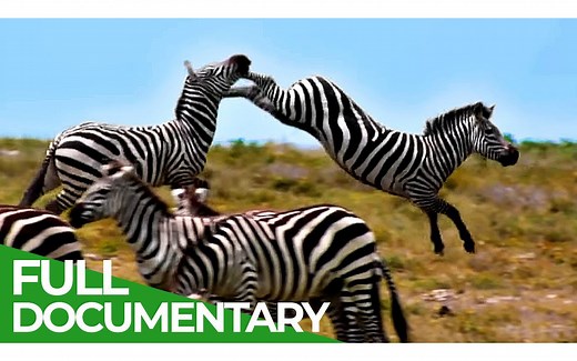 Punda the Zebra - The Tale of an Unusual Hero