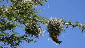 1.3K views · 139 reactions | With over 500 bird species, Ol Pejeta is...