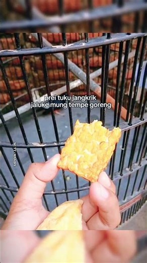 menu jangkrik dadi tempe goreng untuk murai batu 🙏😂🤣 #shorts