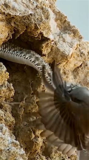 167K views · 6.1K reactions | Invisible Animals That You Will Not Find invisible Animals #facts #shortvideo #factvideo #fact | Clips AI | Facebook