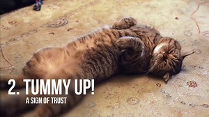 5 SIGNS THAT YOUR CAT LOVES YOU! 🐱 RSPCA’s Cat Behaviour Guide explains everything you need to know about your cat’s every move. Does your cat show any of the below behaviours? Sign up MEOW! Click here to receive your FREE guide: https://rspcansw.org/2QLhb7X | RSPCA NSW