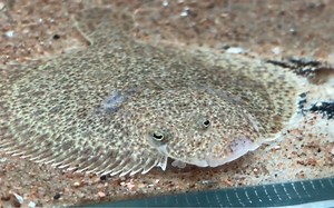 大菱鲆 Psetta maxima 多宝鱼