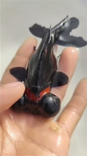 Very rare black butterfly tail goldfish! Still dragon eyes! #koi #aquarium #goldfish