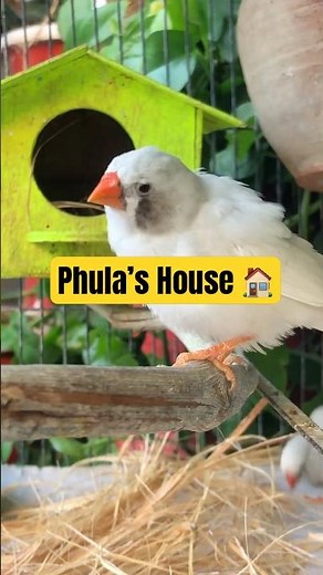 Zebra finch bird | Finches 🕊️ | 4k, No Copyright, relaxing | #finch #birds #birdtok