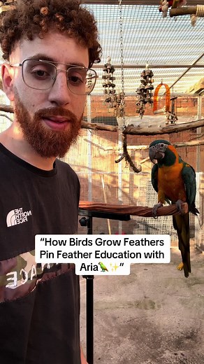How Birds Grow Feathers: Aria's Molting Process