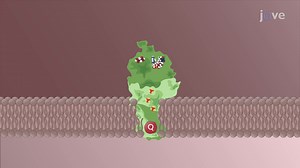 Video: Electron Transport Chain: Complex I and II