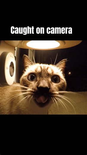 Cat is not scared of the fox