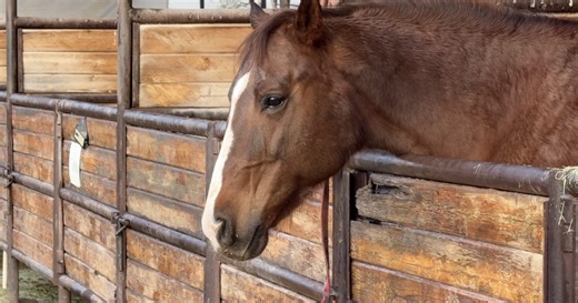 A stable place to grow: Kids build confidence at TRAK