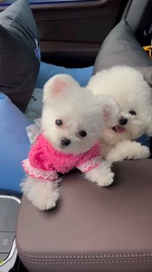 Cutest Puppy 😍 #cutestdogever #whitedog #whitepuppy #cutepuppy | Puppies Club