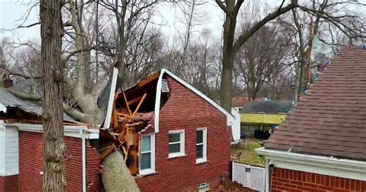 Large tree falls on Redford home