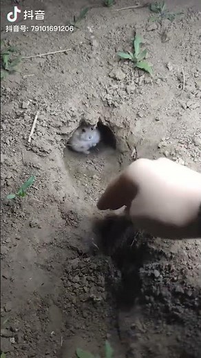 귀여운 햄토리 ㅋㅋㅋㅋ