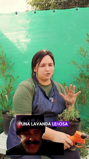 Poda tu lavanda para salvarla: ¡Guía paso a paso!