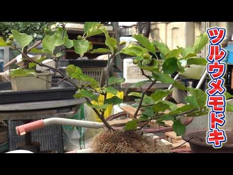 Repotting Oriental Bittersweet