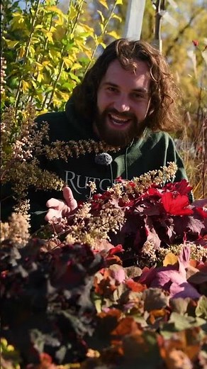Heuchera - A Stunning North American Native that Thrives in Shade and Survives Harsh Drought!