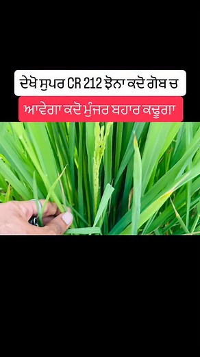 Boot stage in paddy | Lovepreet Bhullar