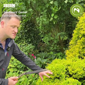 15 reactions · 3 comments | David here - well there has been plenty of clouds around of late so how about a bit of cloud pruning? Maurice P explains all on Gardeners' Corner tomorrow morning and we'll be taking your questions on the usual numbers. Also find out why Klaus is on a Greek odyssey to bring forgotten veg back to Ireland and what is our tree of the month? Email us - gardenerscorner@bbc.co.uk | BBC Radio Ulster | Facebook