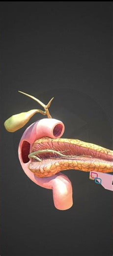 🔥 Pancreas 3D Animation | Human Pancreas Function & Structure | #shorts #3danimation #ytshorts