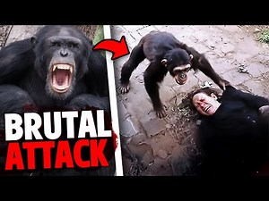 1 Hour of the Most HORRIFYING Chimpanzee Attacks of All Time!