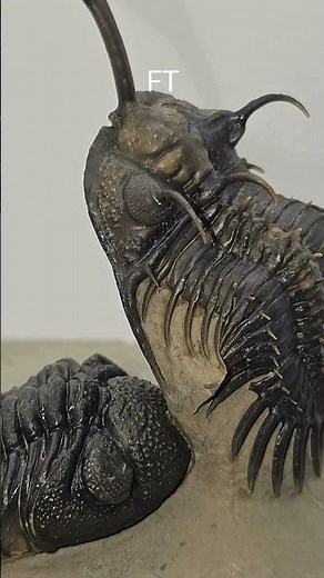 Trilobite Fossils Morocco 🇲🇦 | Ancient Life Preserved in Stone!