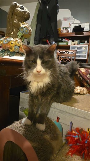 Cheppa so tall #cat #siberian