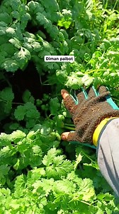 Cilantro/coriander/ wansoy #Bukidnon #Philippines | Ms. Joy RCrim