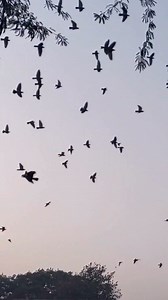 How will local wildlife react to the solar eclipse on April 8? 🌞🌕 We’ll be collecting data about just that with EcoSpark for NASA Citizen Science project, Eclipse Soundscapes, as we watch the solar eclipse at Old Mill Dam! 😎 Join the waitlist now 👀 https://www.rciscience.ca/events/2024/solar-eclipse #SolarEclipse #SolarEclipse2024 #nature #wildlife #TorontoEvents | Royal Canadian Institute for Science