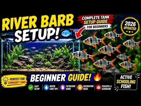 Perfect Aquarium Setup for River Barb Fish - Morbi Fish Vlog