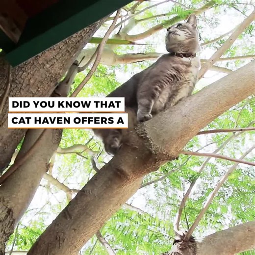 🐾 Did you know Cat Haven has a dedicated rescue service helping the Perth community? 🐾 Every day our Rescue Officer is out in the metro area, humanely trapping and rescuing stray and abandoned cats in need. These cats often have nowhere else to turn, and thanks to your support, we’re able to give them a second chance at a safe and loving life. 🎥 Take a look at our video to see what a day in the life of our Rescue Officers looks like. If you know of a stray cat in your neighbourhood who may ne