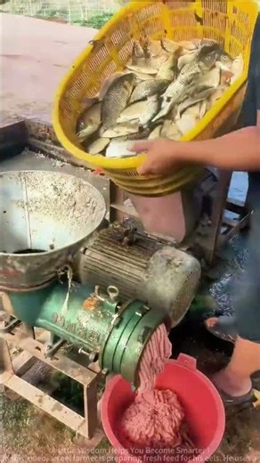 Fish Turned Into Noodles: Sharing the Use of Machines to Make Eel Feed