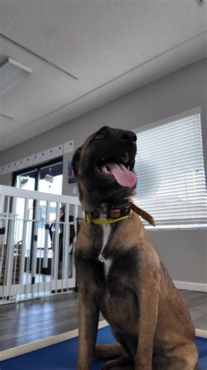 Strategic K9 Training, LLC | Family-Owned on Instagram: "Say hello to Miss. Ruby! Ruby is a 9-month-old Malinois who’s currently in week 2 of our Board & Train program, and she is doing AMAZING! 👏🐾 Her parents wanted to make sure she develops solid obedience, structure, and reliability, especially as she continues to mature. They opted for Board & Train so Ruby could get consistent, hands-on training while setting her up for long-term success at home — and she’s been crushing it so far 💪 We’r