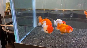 How to Make a Beautiful Planted Ranchu Goldfish Tank