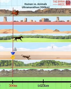 Human vs Animals Ultramarathon (100km) - This video features a 100km...