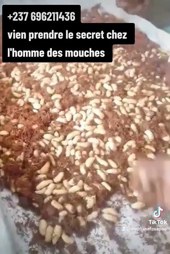 comment réussir l'élevage des Hannetons ou vers blanc +237696222436