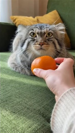 We decided to show you how furry animals react to tangerines. You'll probably be surprised, but n...