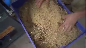 120K views · 59 reactions | 6N70 Pro Max Commercial Type Rice Huller,4 amazing functions you can get in one machine I. convery paddy from the ground to the hopper of rice huller II.cleaning paddy before dehusking(pick up stones,rubbles,gravles,straw,weed from paddy) III.dehusking paddy(rice milling,capacity 600kg/per hour) IV.separating broken rice from whole rice production capacity:600kg/hour | Dawn Agro Machinery | Facebook