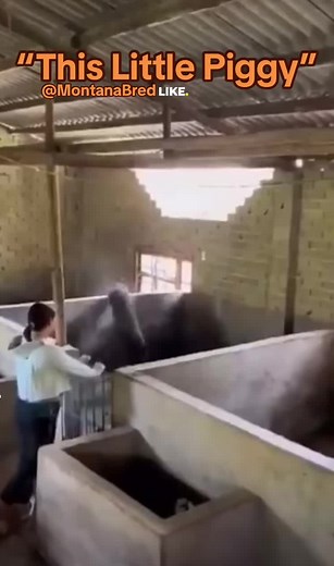 High Jumping Pig! This #littlepig can really #jump #fyp #fyf #foryourpage #foryourfeed #foryou #foryoupage #viral #viralvideo #pig #piggy