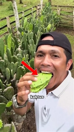 Jangan Cuma Pajang Kaktus! Ternyata Bisa Dimakan?