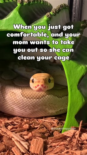 Monty the Python on Instagram: "*I’m not moving* 💁🏻‍♀️ 🐍 #montythepython #ballpython #cutesnake #matrixthepython #fyp #trendingaudio #reels #hellno #ballpythonsofinstagram #snakesofinstagram #cutepetclub #wednesday #wednesdayvibes #petsagram #snake"